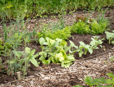 Permacultuur staat in Vlaanderen in de kinderschoenen
