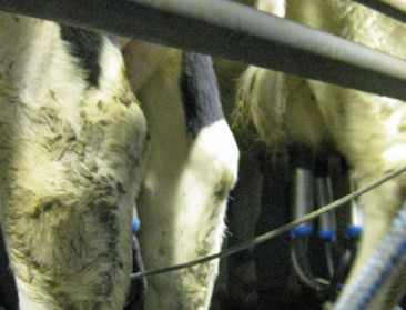 Boeren zijn woedend over het misprijzen van Lactalis