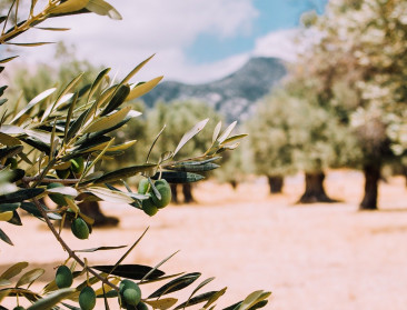 Droogte in Spanje bedreigt productie van olijfolie