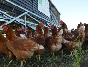 Na nieuw geval van vogelgriep in Duitsland voert Nederland algemene ophokplicht in