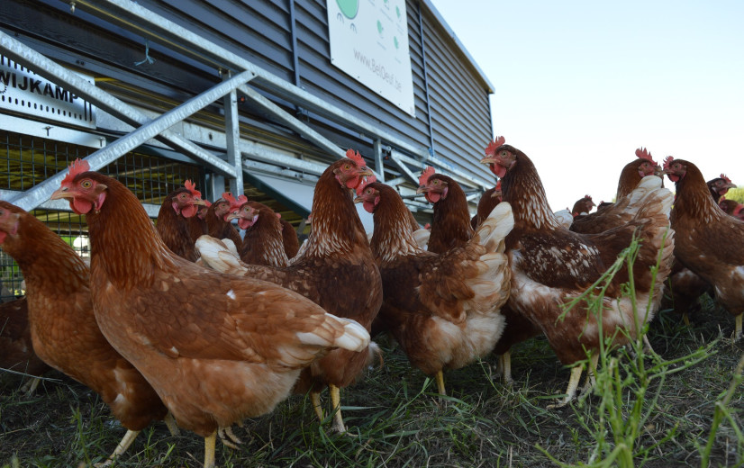 Na nieuw geval van vogelgriep in Duitsland voert Nederland algemene ophokplicht in
