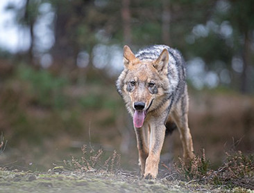 Al 2,8 miljoen euro kosten sinds aanwezigheid wolven in Vlaanderen