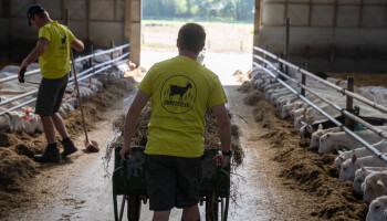 Limburgs geitenbedrijf zorgt voor het bewijs: "Landbouw vervult ook zorgtaken"