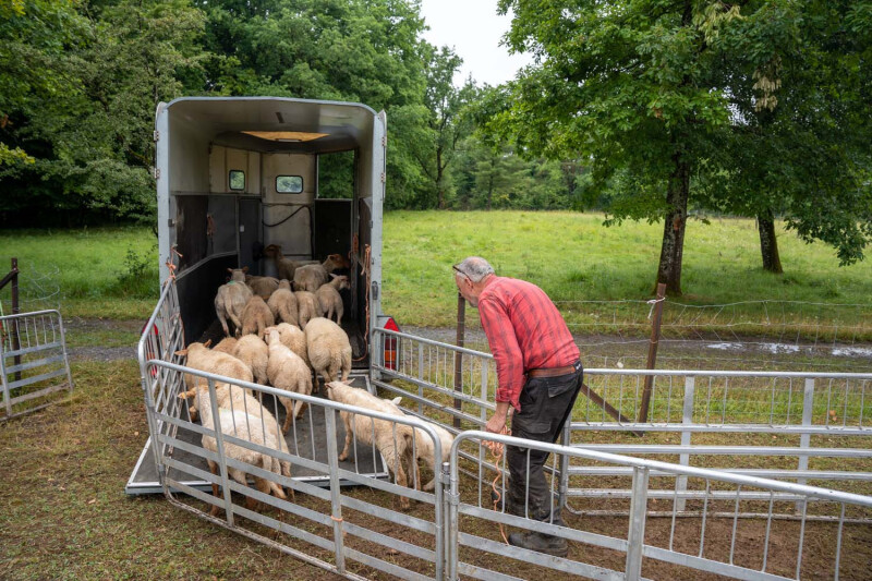 Leo Van Santfoort drijft schapen bijeen