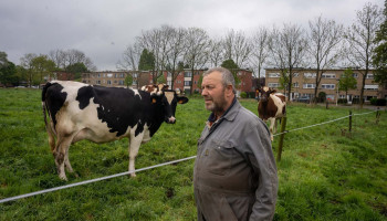 Antwerpse melkveehouder wacht in spanning af: wat gebeurt er met de Puihoek?
