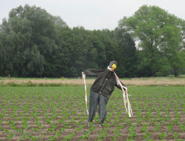 ABS voorspelt veel gewasschade zonder bijzondere jacht