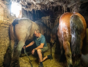 “Zonder verkoop paardenmelk zou het te stil zijn op het bedrijf”