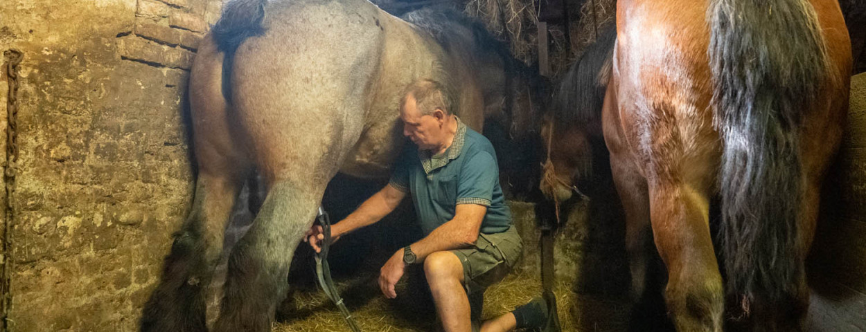 Marc Cobbaert melkt Belgische trekpaarden