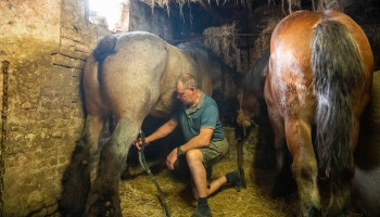 “Zonder verkoop paardenmelk zou het te stil zijn op het bedrijf”