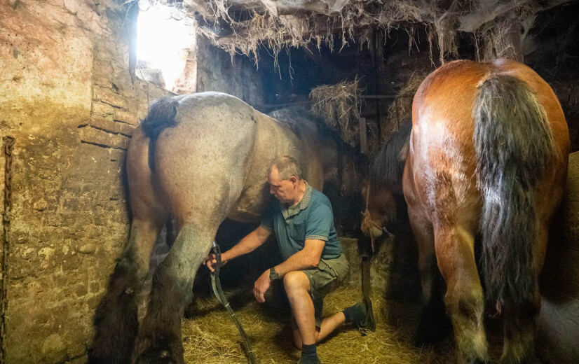 “Zonder verkoop paardenmelk zou het te stil zijn op het bedrijf”