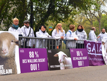 GAIA wil ook Brussels verbod op onverdoofd slachten