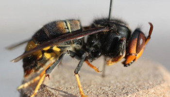 Vlaams bijeninstituut dringt aan op een beheerregeling rond Aziatische hoornaar