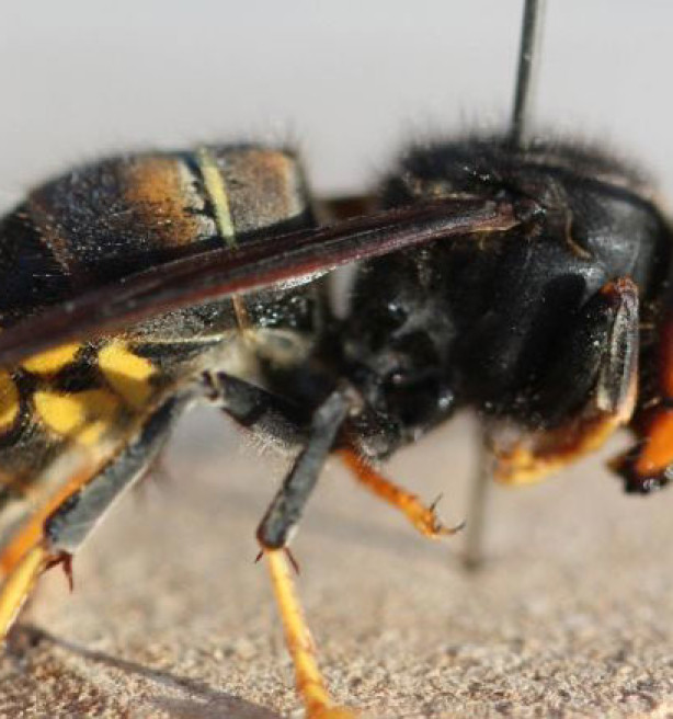Vlaams bijeninstituut dringt aan op een beheerregeling rond Aziatische hoornaar