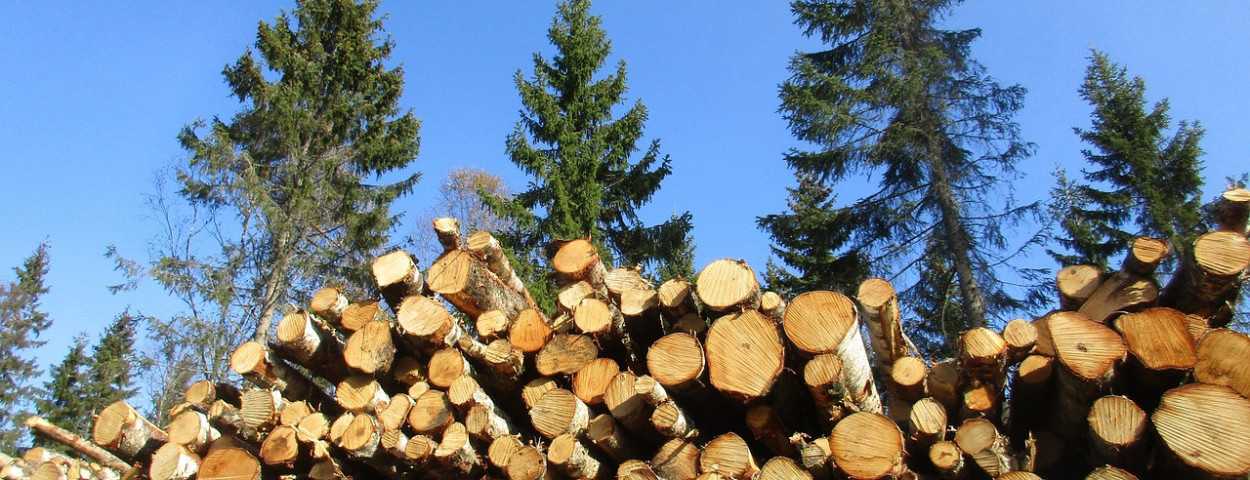 hout ontbossing