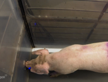 Varkens op de loopband: een experiment voor beter dierenwelzijn