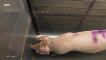 Varkens op de loopband: een experiment voor beter dierenwelzijn