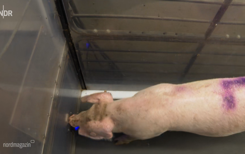 Varkens op de loopband: een experiment voor beter dierenwelzijn