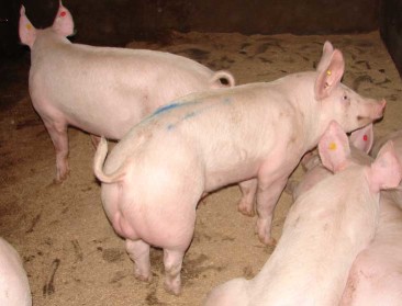 Duitse Westfleisch betaalt minder voor beren