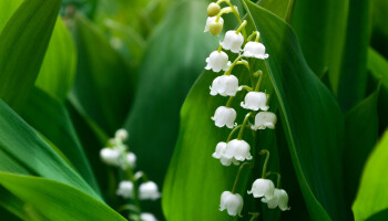 Studie UGent: Europese planten reageren ongelijk op klimaatverandering