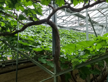 Heeft tafeldruiventeelt nog professionele toekomst?