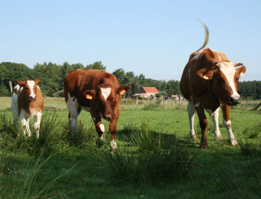 Nog geen zekerheid voor landbouwers rond impact IHD