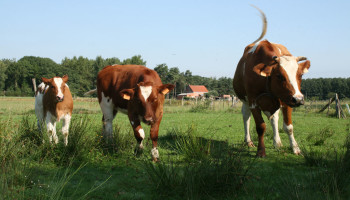 Voor eerst in Vlaanderen meldingen van koeien die vergiftigd zijn door schimmel in gras