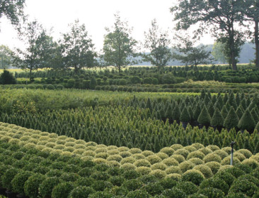 Dan toch geen inkomenssteun voor fruit- en siertelers