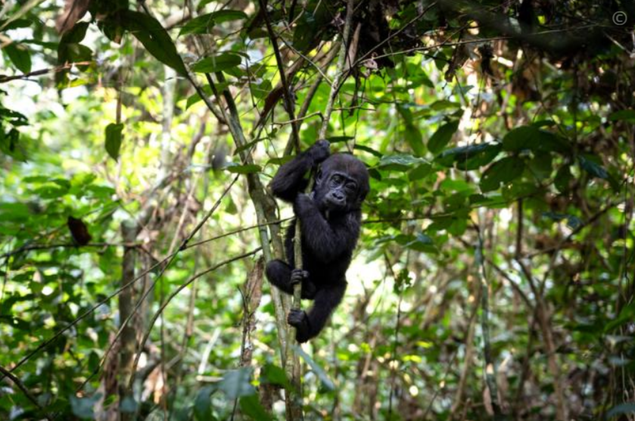 berggorilla_WWF