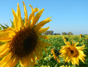 Oekraïense zonnebloem belangrijk voor Belgisch bio-ei