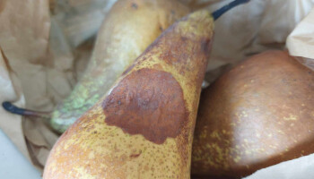 Biotalys uit Gent gaat biologische fungiciden ontwikkelen met Amerikaanse Agrofresh