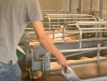 Kunnen Vlaamse veehouders alle arbeid nog de baas?