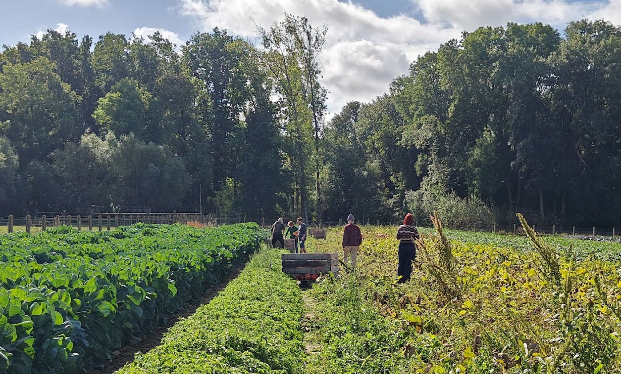 Ons Dagelijks Groen pompoenen oogsten