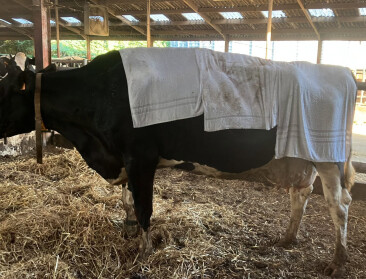 Nog geen paniek in de landbouw tijdens deze uitzonderlijke warmte
