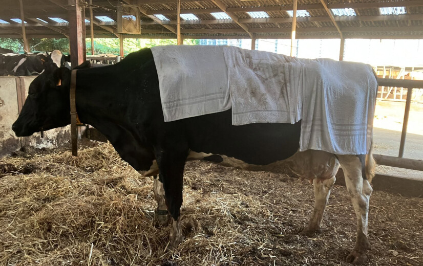 Nog geen paniek in de landbouw tijdens deze uitzonderlijke warmte