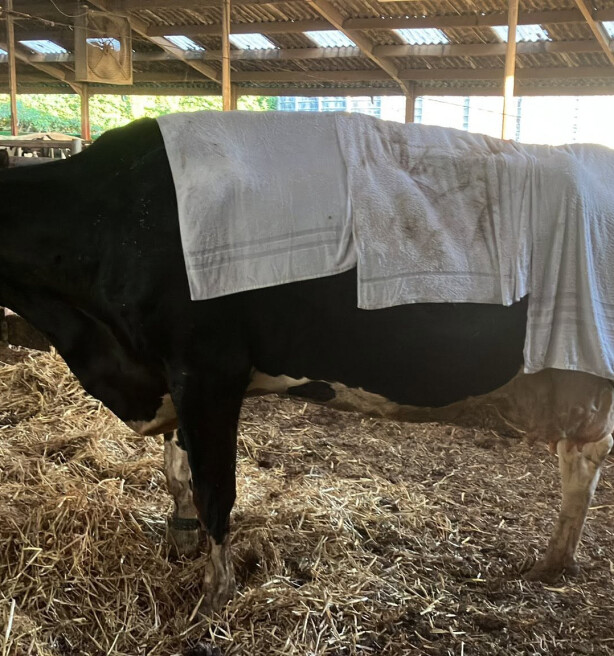Nog geen paniek in de landbouw tijdens deze uitzonderlijke warmte