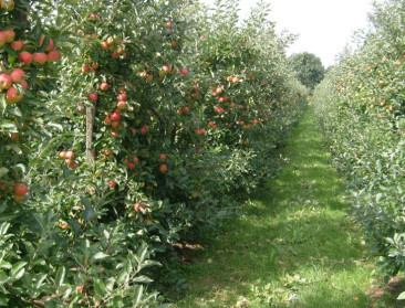 Genonderzoek in appels leidt tot betere veredeling