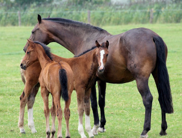Geen stikstofreductiedoelen voor paardenhouders, mogen ze dan zomaar uitbreiden?