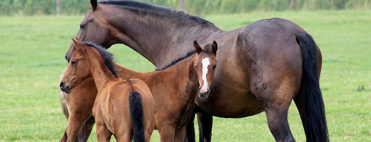 paardenhouderijveulen