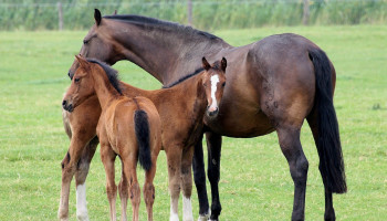 Geen stikstofreductiedoelen voor paardenhouders, mogen ze dan zomaar uitbreiden?