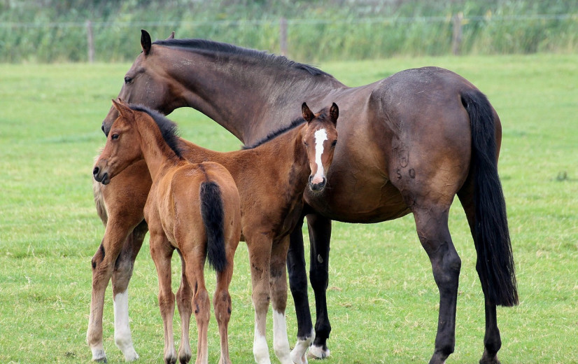 Geen stikstofreductiedoelen voor paardenhouders, mogen ze dan zomaar uitbreiden?