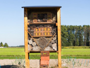 Zaaizaadbehandeling heeft minste effect op bestuivers