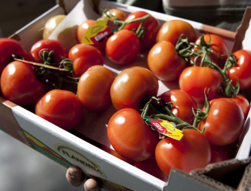 Geen patent op variëteiten uit klassieke veredeling