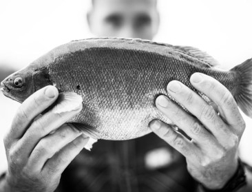 Gelijk speelveld voor lokale kweekvis en import?