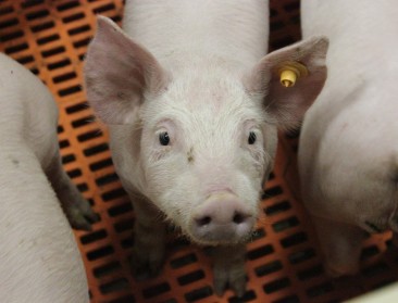 Gamen? Ook varkens kunnen het