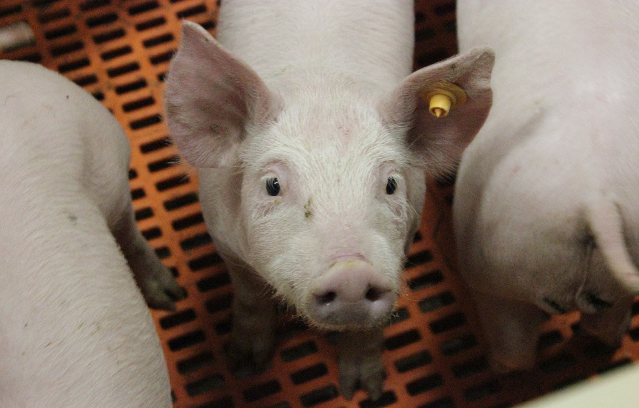 Webinar: Handvatten voor een varkenshouderij met een lager antibioticagebruik
