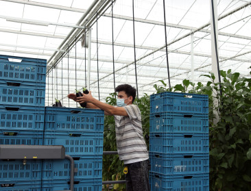 Aubergine in opmars in Vlaamse serre en op ons bord