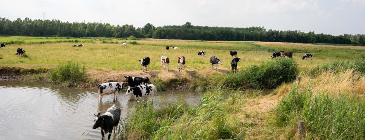 rundvee water gras