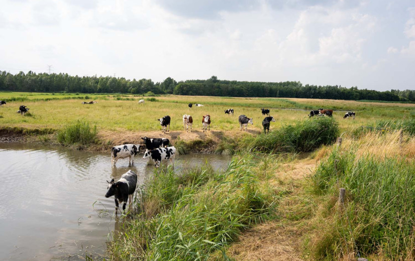 Slachthuizen en boeren dringen aan op methode om PFAS in vlees eerder op te sporen