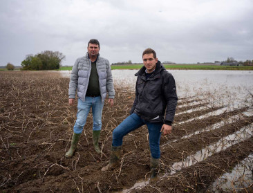 NEPG: Nog 1,4 miljoen ton aardappelen in het veld in West-Europa