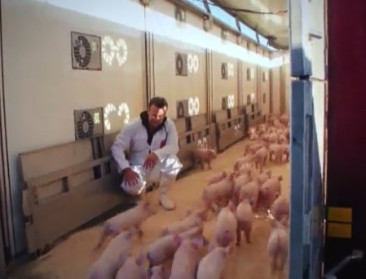 "Coaching leidt tot 52% minder antibiotica bij varkens"